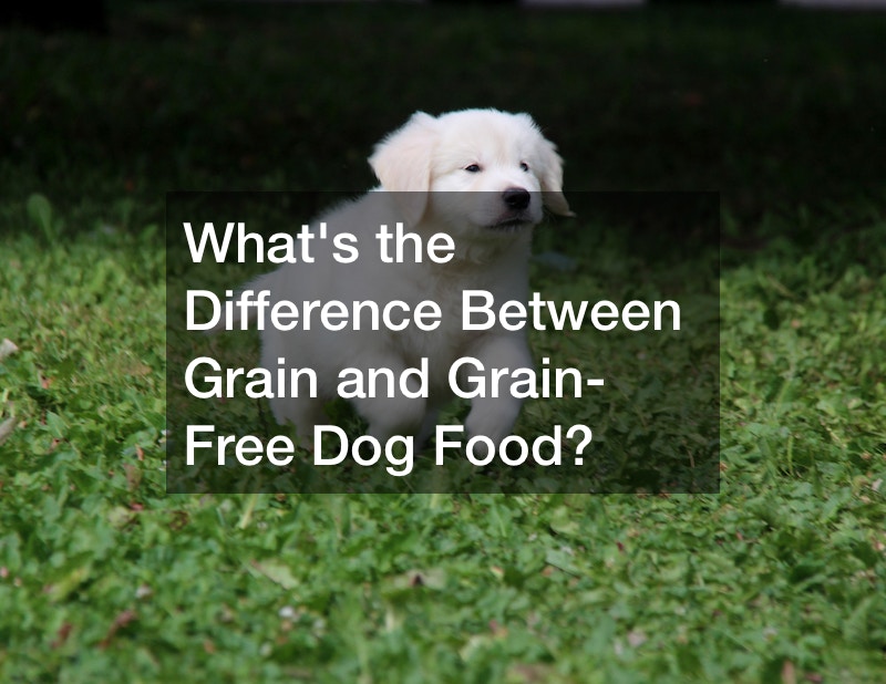 Whats the Difference Between Grain and Grain-Free Dog Food?